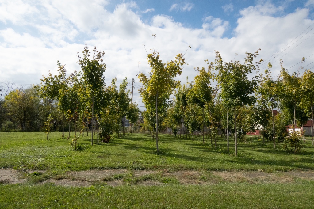 People plant trees on the empty lots on Detroit streets. Someday, a forest. 